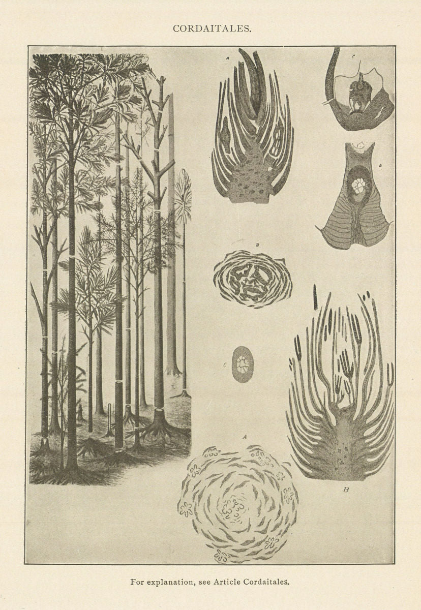 Cordaitales. Plants 1907 old antique vintage print picture